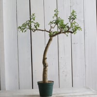 コミフォラ カタフ ターカネンシス 現地球① | hanayoshi-botanical