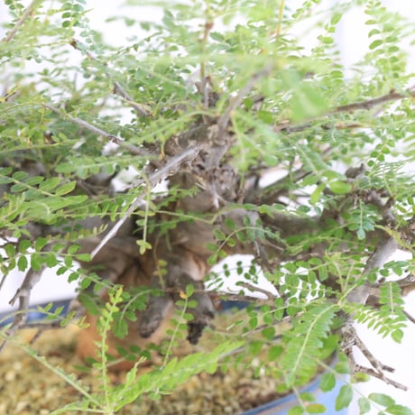 Boswellia ネグレクタ