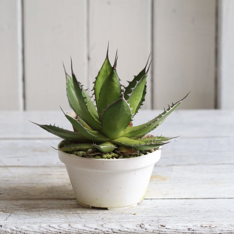Agave ホリダメキシカルメトル | hanayoshi-botanical