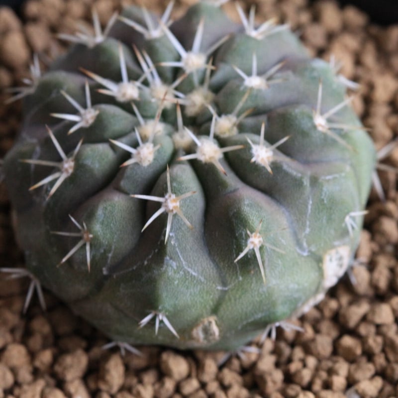 コピアポア コルムナ アルバ（実生） | hanayoshi-botanical