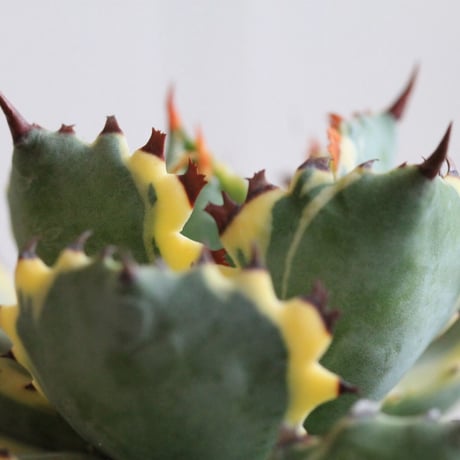 Agave 王妃カブトガニ錦