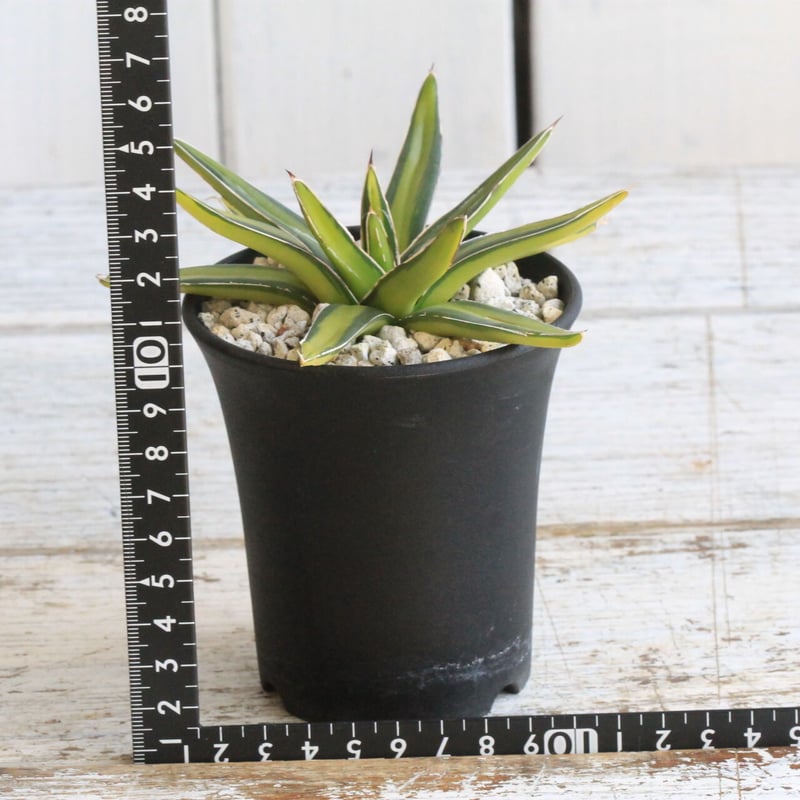 アガベ 吉永笹の雪錦 | hanayoshi-botanical