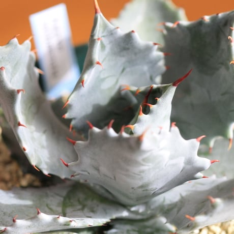 agave isthmensis アガベ　イスツメンシス
