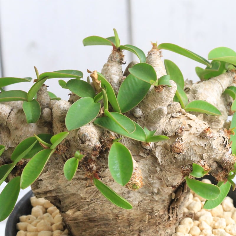 ユーフォルビア プリムリフォリア | hanayoshi-botanical