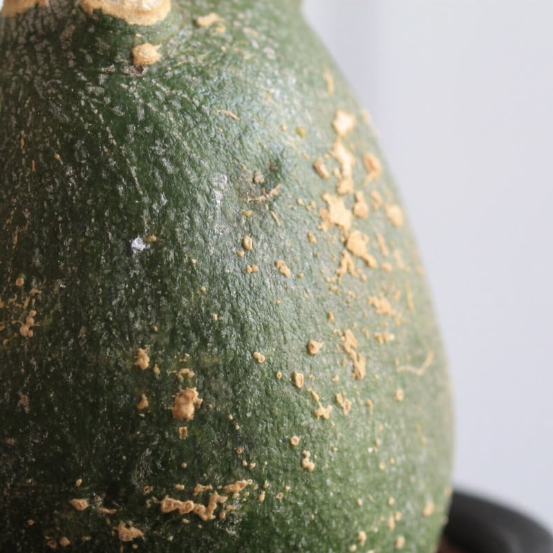 大特価値下げ不可　アデニア　グロボーサ 最終値下げ❗美株アデニアグロボーサ