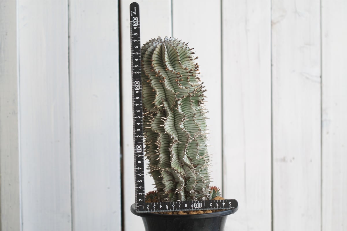 ユーフォルビア　宇田ゼブラホリダ ユーフォルビア 宇田ゼブラ | hanayoshi-botanical