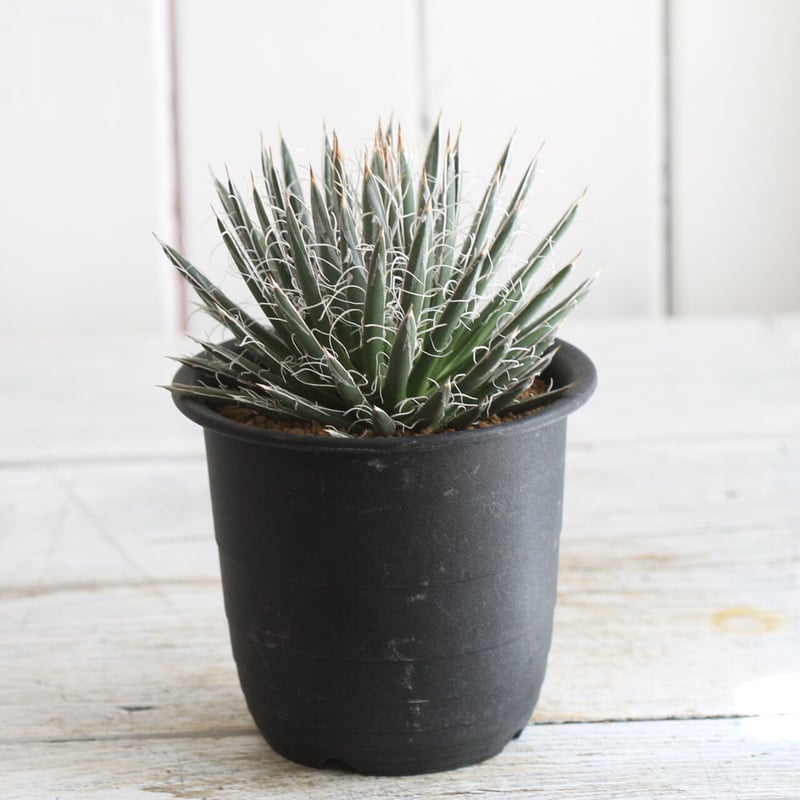 Agave 姫乱れ雪 | hanayoshi-botanical