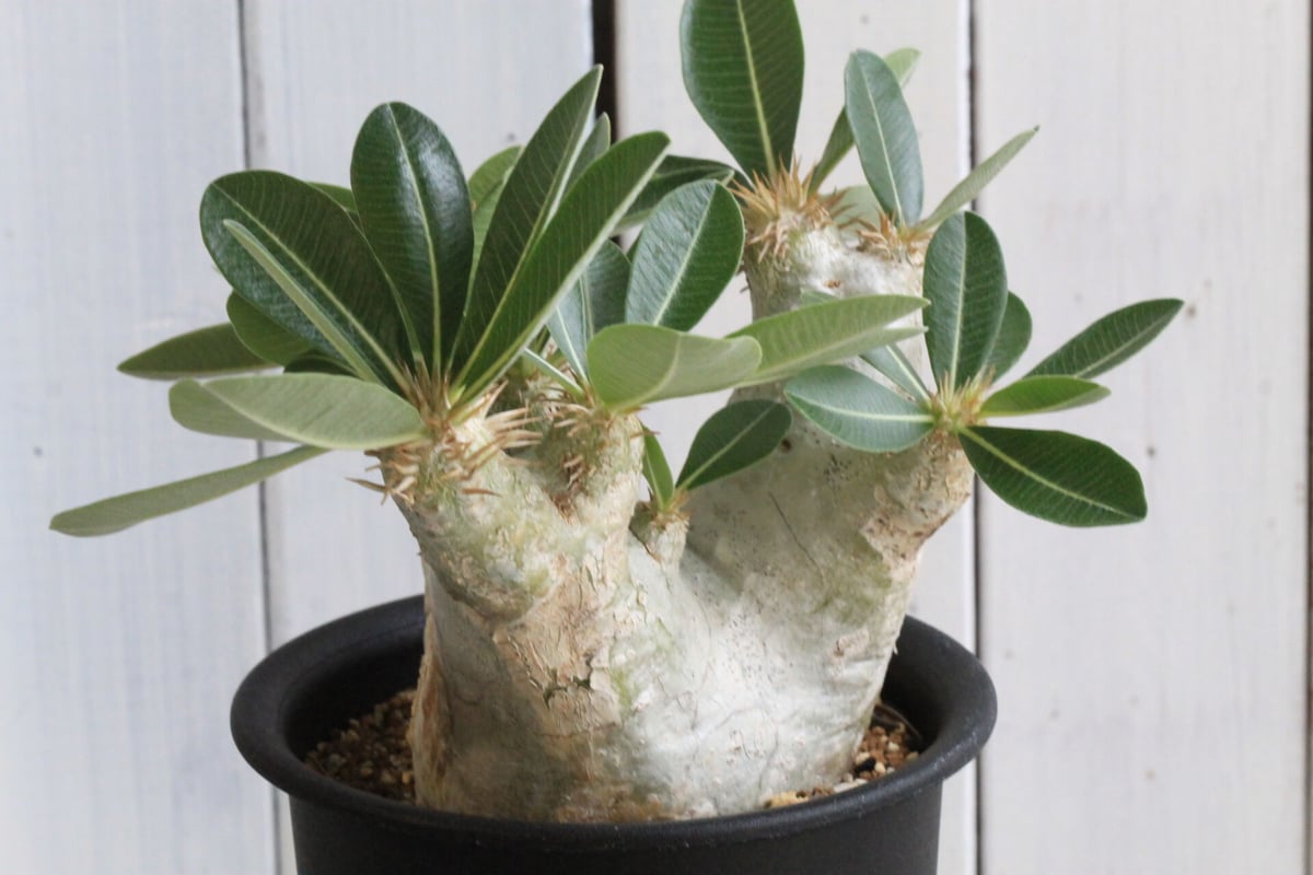 コレクション株　パキポディウム　エブレネウム パキポディウム エブレネウム | hanayoshi-botanical