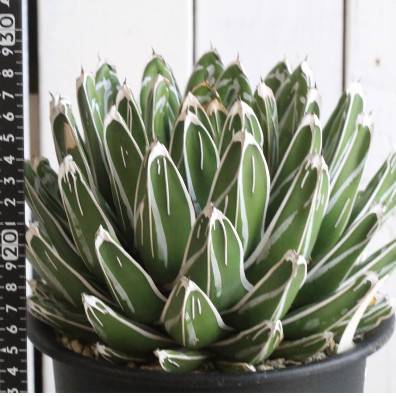 アガベ　ビクトリアレジーナ　ジャイアント　大株　鉢のまま アガベ ビクトリアン・レジーナエ・コンパクタ | hanayoshi-botanical