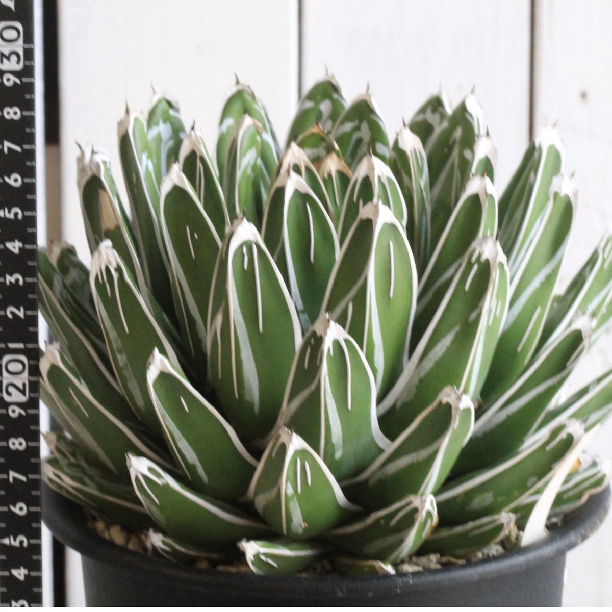 アガベ ビクトリアレジーナ ジャイアント 大株 鉢のまま アガベ