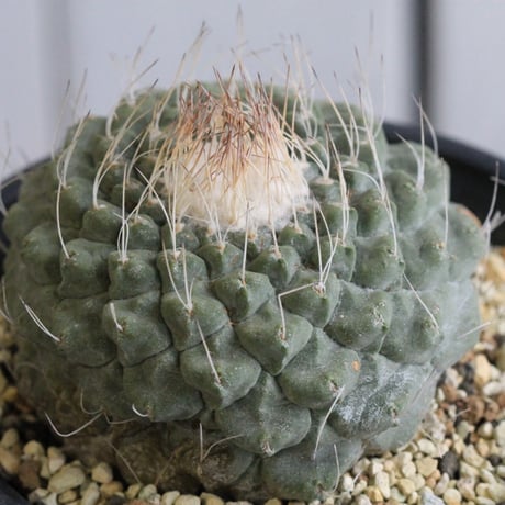 ストロンボカクタス　菊水