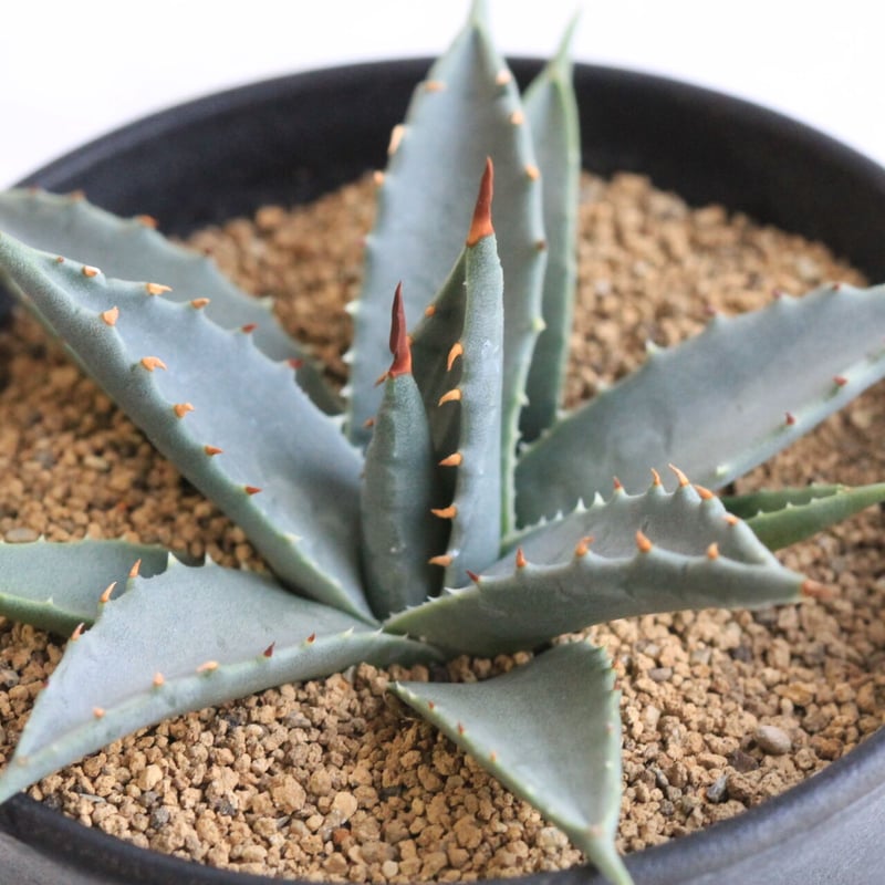 アガベ ユタエンシス ネバデンシス 実生 | hanayoshi-botanical