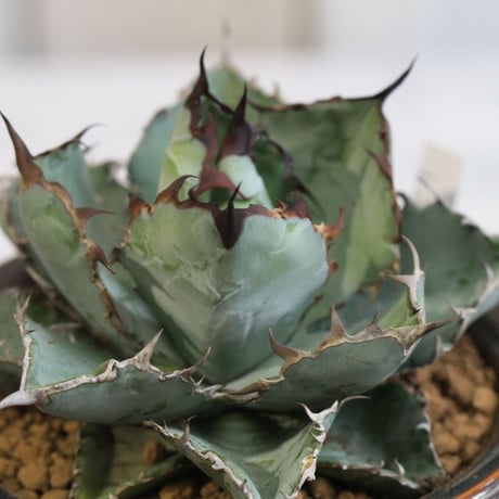 Agave チタノタ ブラック＆ブルー