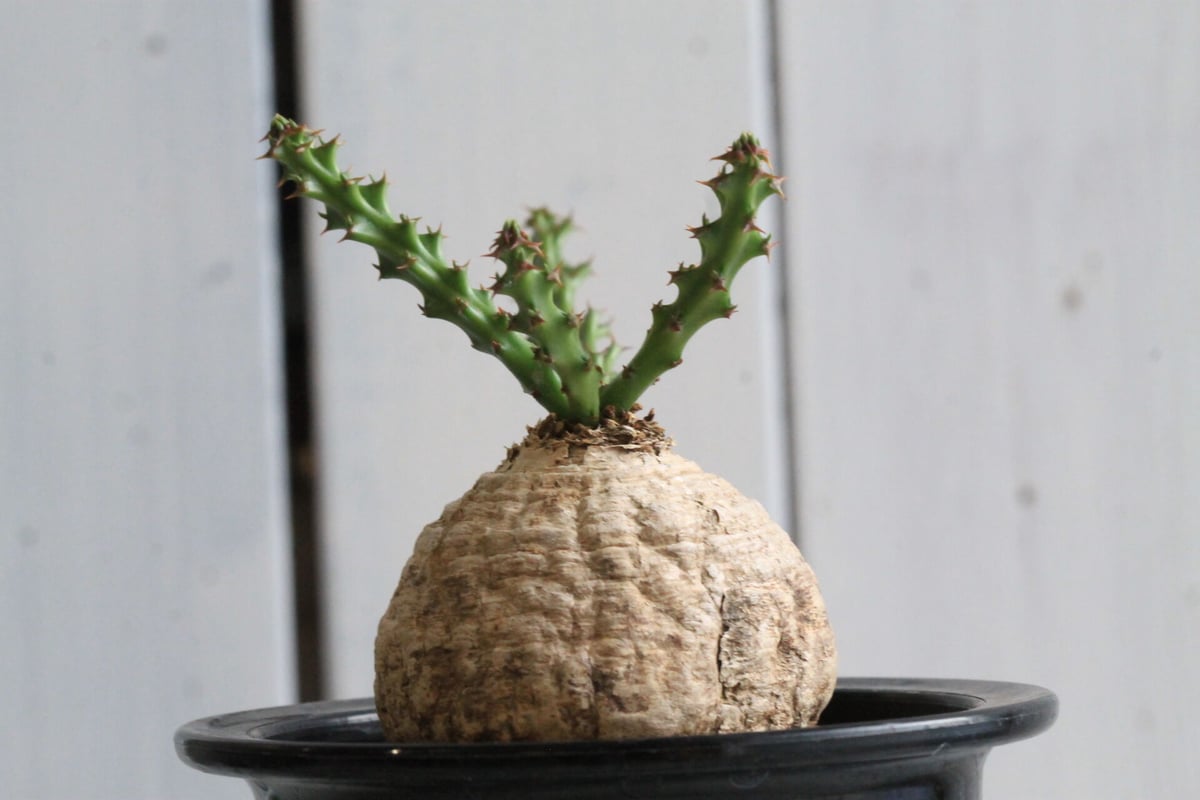 珍系貴重種ユーフォルビア デシドゥア 青臭 