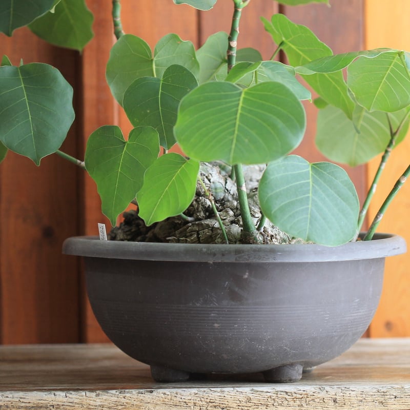 キフォステンマ ウター マクロプス 発根済み 鉢底まで発根！ 現地球  