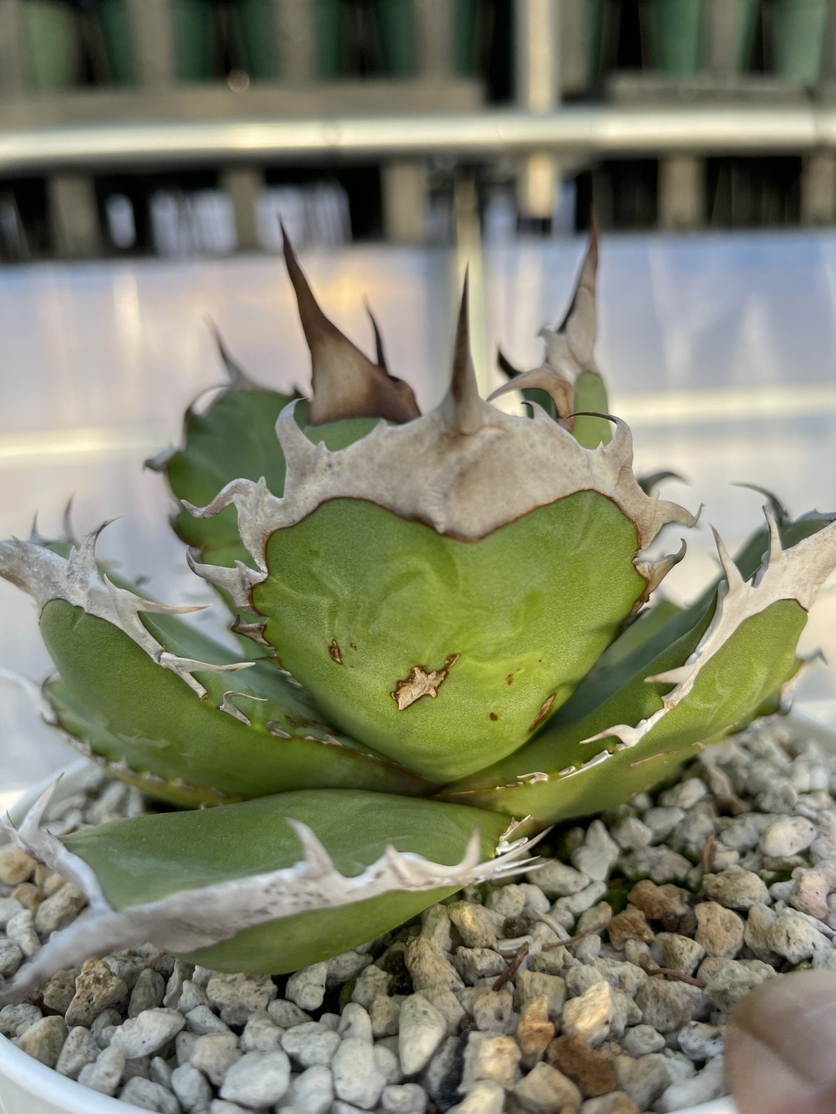 MW】緑犀牛巌竜チタノタ縦割り子株agave オテロイ アガベ