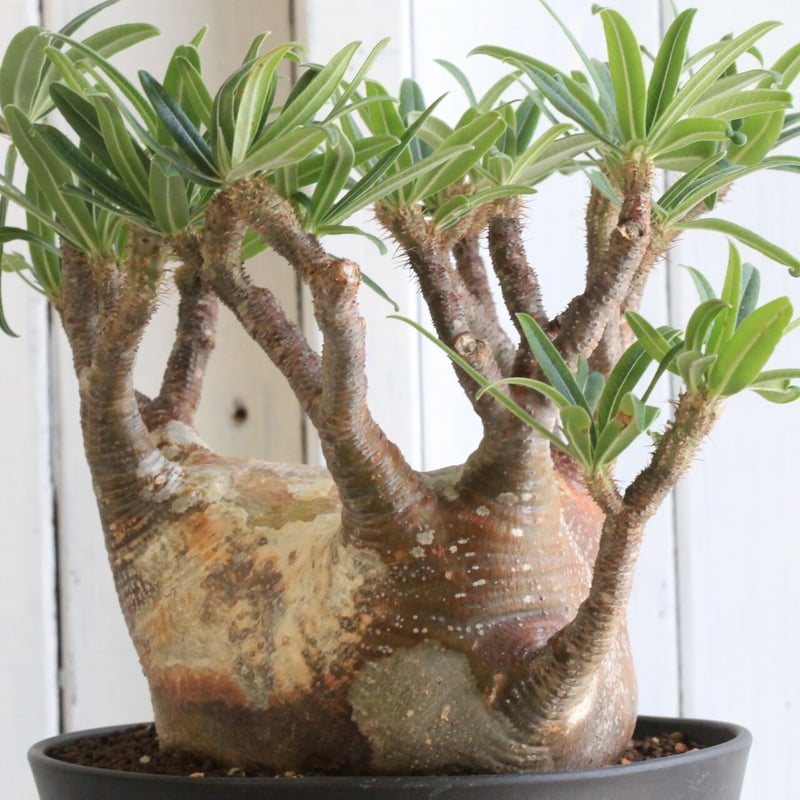 t*n様 【発根済み・扁平型】パキポディウム・グラキリス パキポディウム グラキリス扁平 短枝 特大株発根済み【 鉢付き