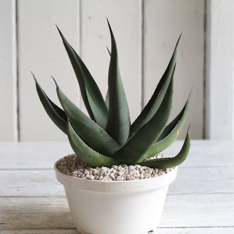 Agave シャークスキン