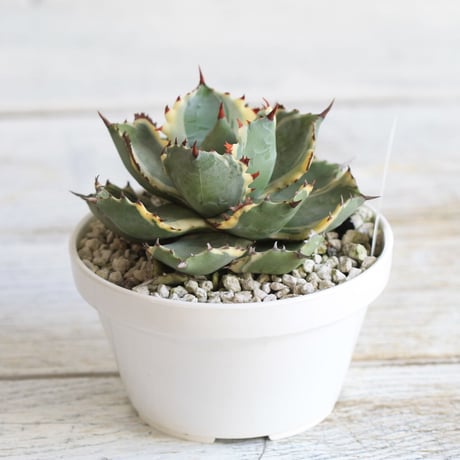 Agave 王妃カブトガニ錦