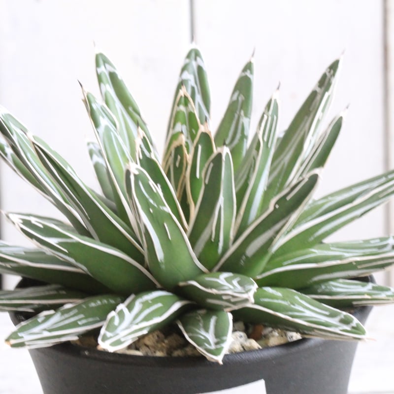 アガベ 姫笹の雪② | hanayoshi-botanical