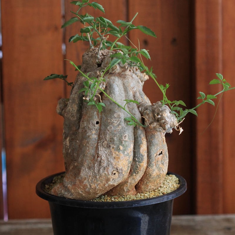 Momordica ロストラータ | hanayoshi-botanical
