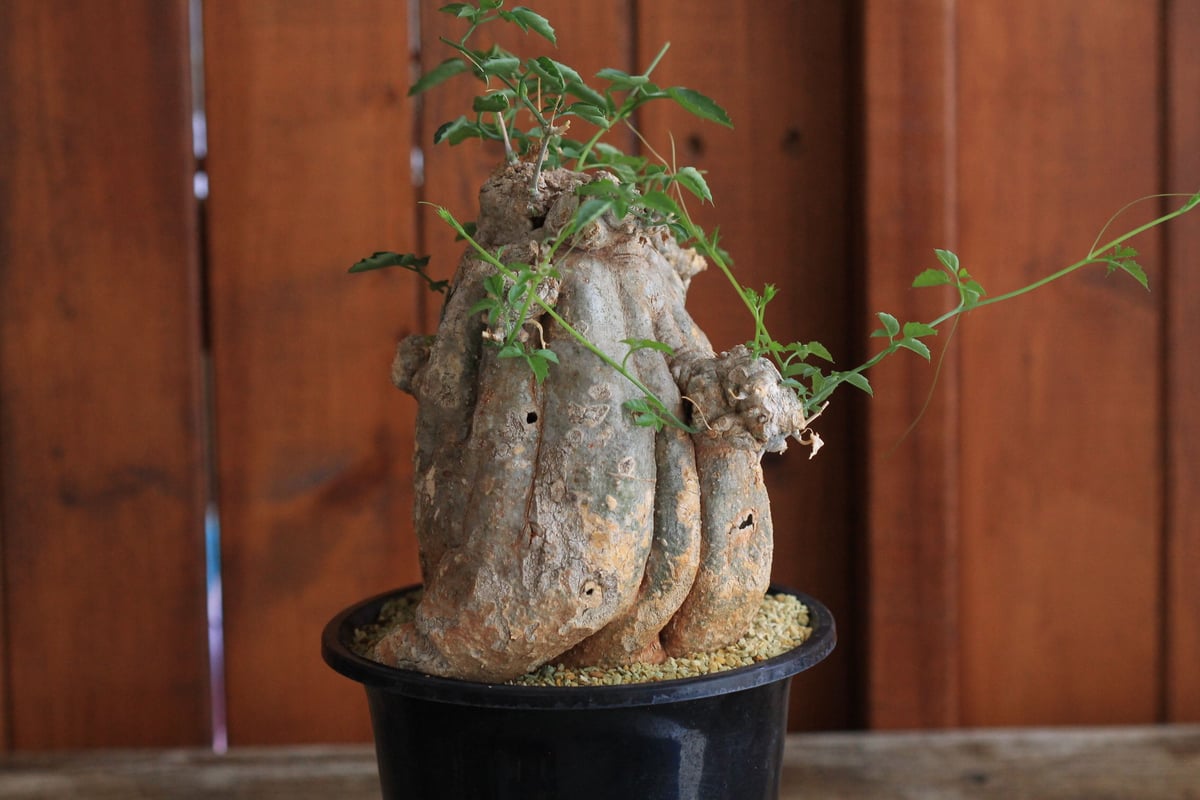 Momordica ロストラータ | hanayoshi-botanical