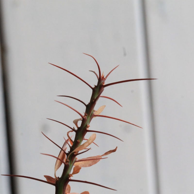 フォークイエリア ファシクラータ | hanayoshi-botanical