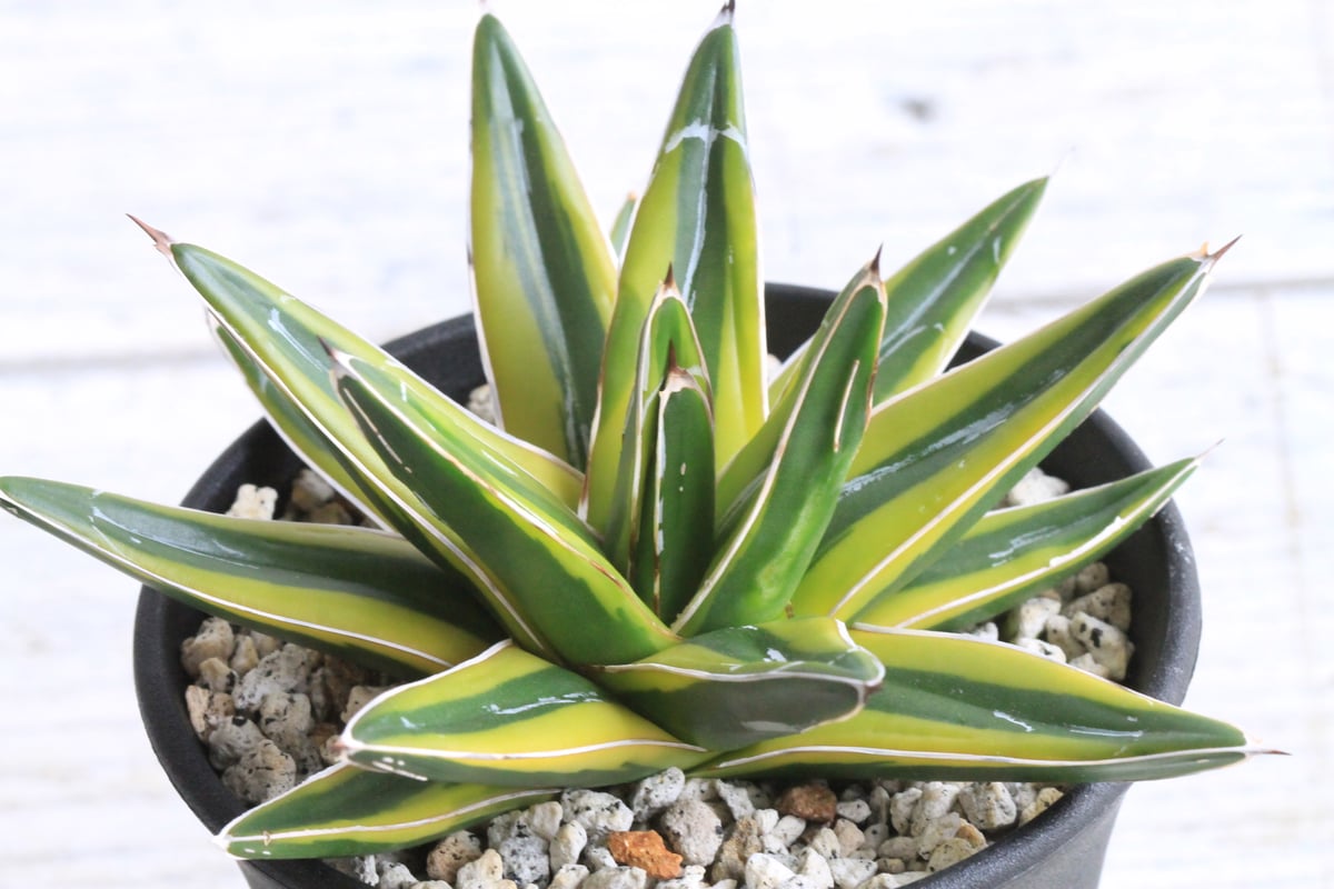 アガベ　金色堂　霜降り濃黄覆輪斑　笹の雪　agave アガベ 金色堂 霜降り濃黄覆輪斑 笹の雪 agave