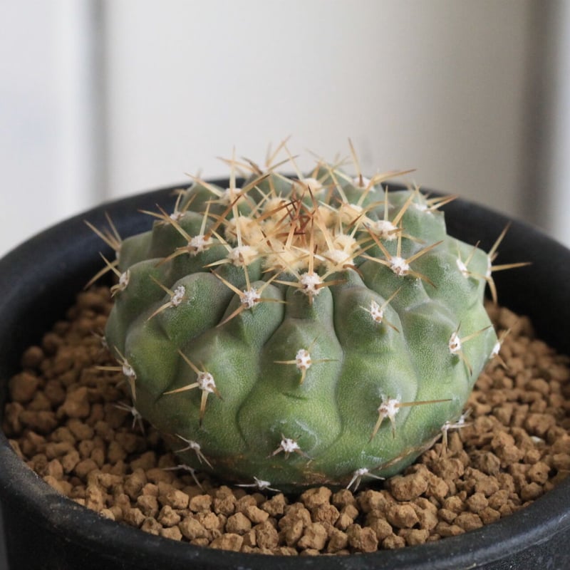 コレクション株！　コピアポア　コルムナアルバ　超美株　発根済！ コピアポア コルムナ・アルバ（現地球） | hanayoshi-botanical