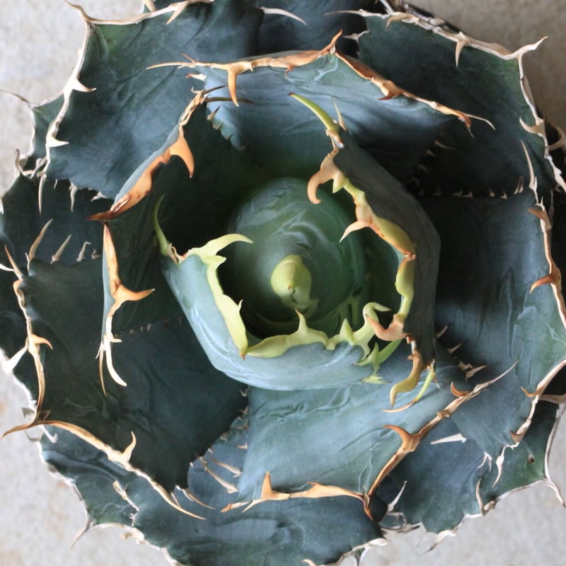 アガベ チタノタ 白鯨 | hanayoshi-botanical