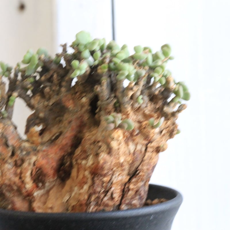 ケラリア ピグマエア | hanayoshi-botanical