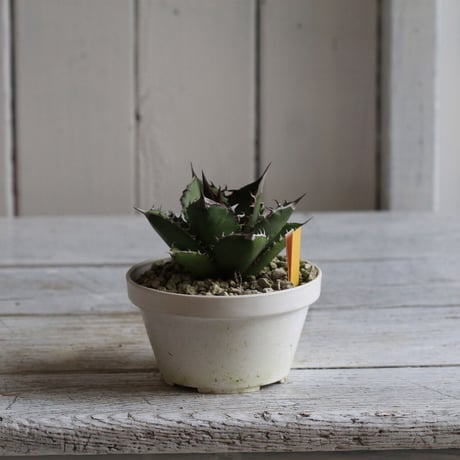 Agave titanota FO76
