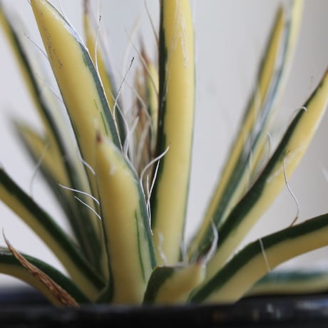 Agave 姫乱雪黄中斑