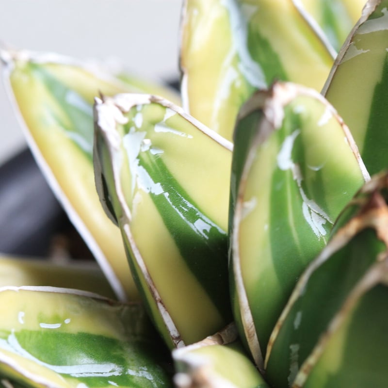 アガベ 笹の雪 輝山 | hanayoshi-botanical