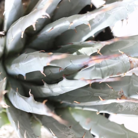 Agave ユタエンシス エボリスピナ