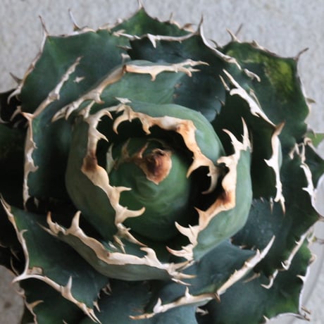 Agave titanota Jupiter