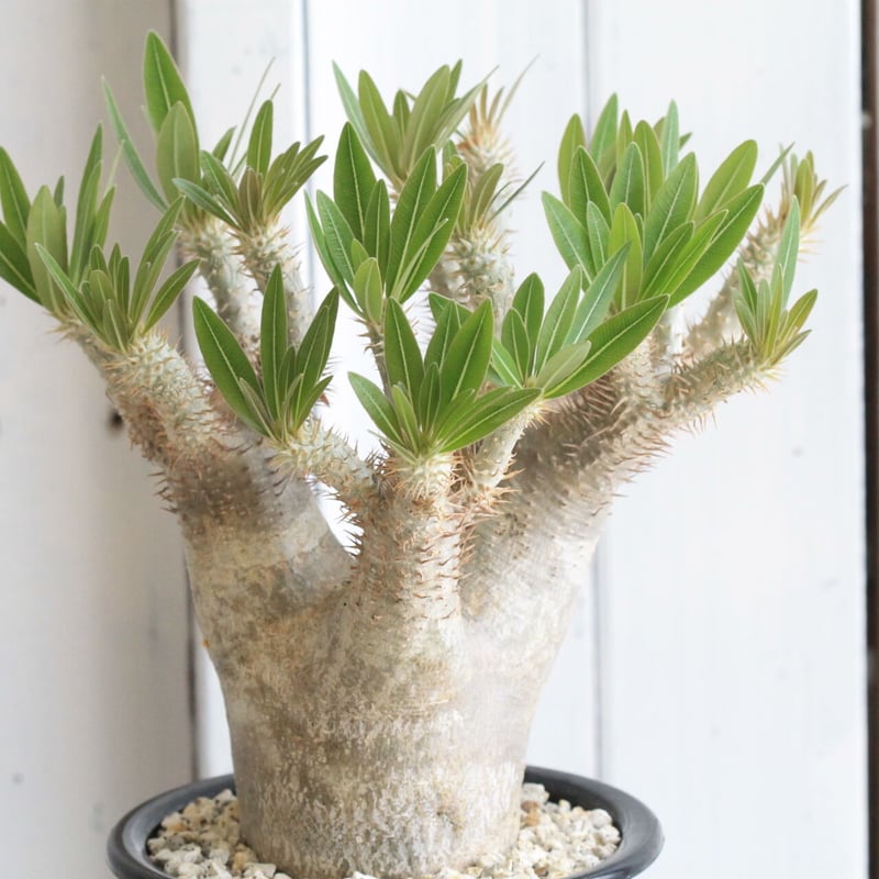 パキポディウム　イノピナツム　現地球　発根済 パキポディウム イノピナツム 【 現地球/発根済】HK2402390(T