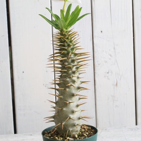 パキポディウム実生 | STORES