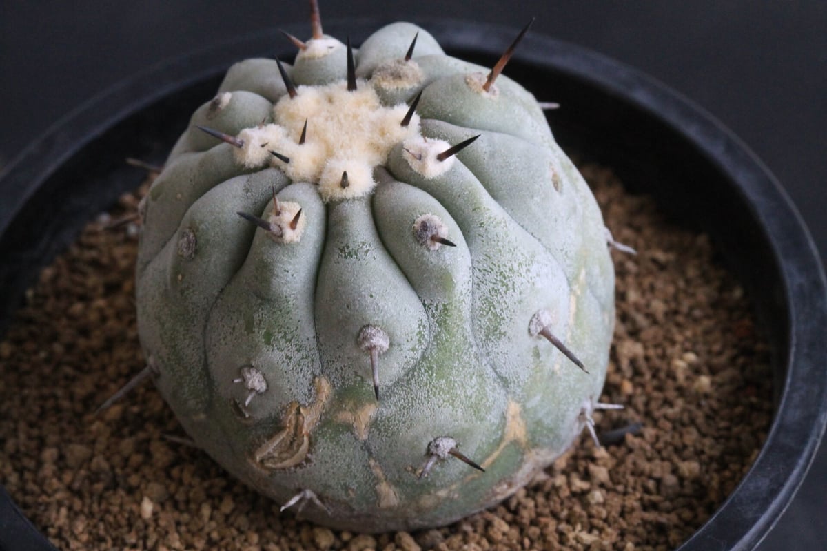 コピアポア　佐野短刺黒王丸　モンストローサ コピアポア短刺黒王丸モンストローサ佐野