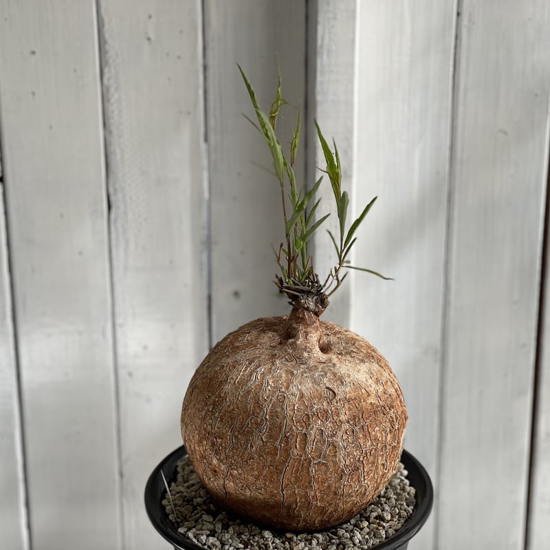 イポメア ボルシアーナ | hanayoshi-botanical