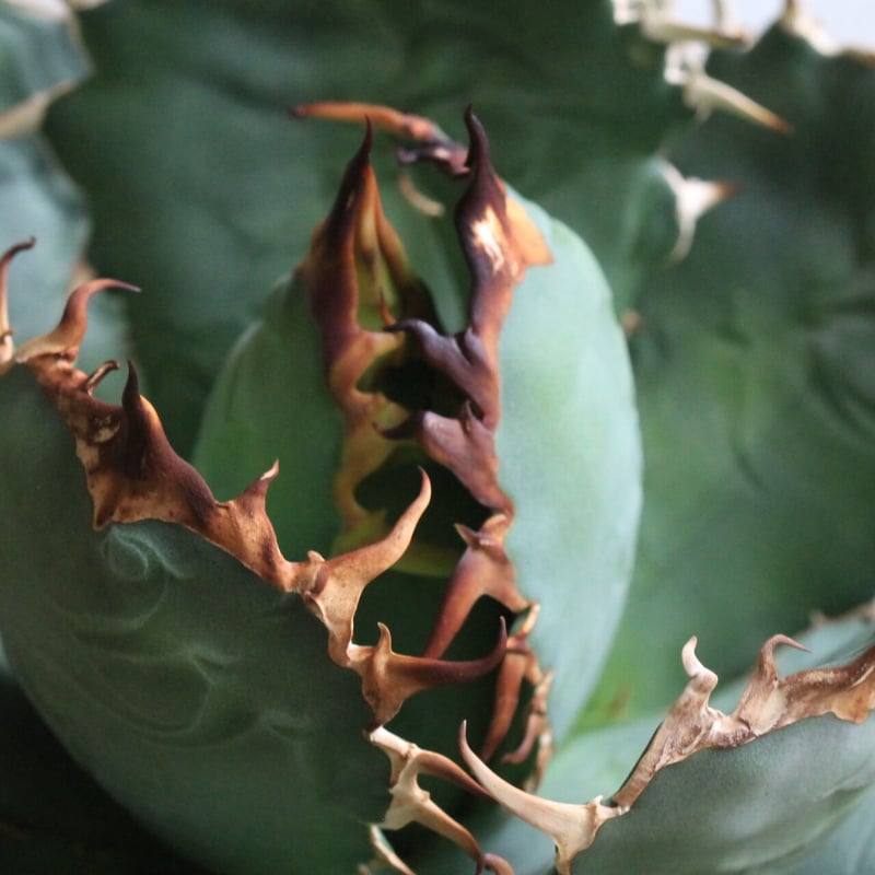 アガベ チタノタ NF | hanayoshi-botanical