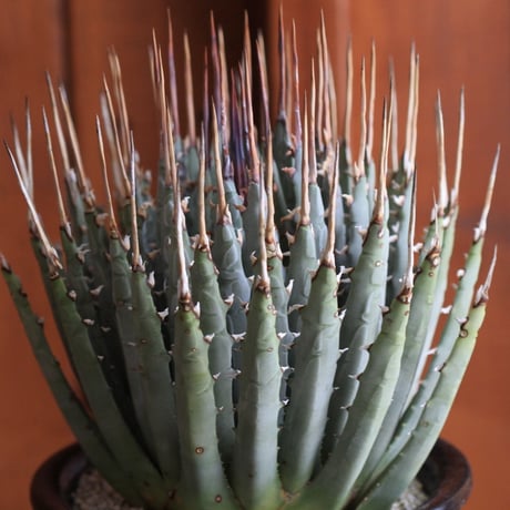 Agave　ユタエンシス　エボリスピナ