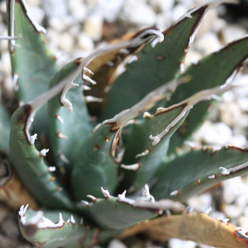 アガベ　ユタエンシス　カイバベンシス錦　斑入り 多肉植物：アガベ ユタエンシス カイバベンシス錦*幅13cm 現品