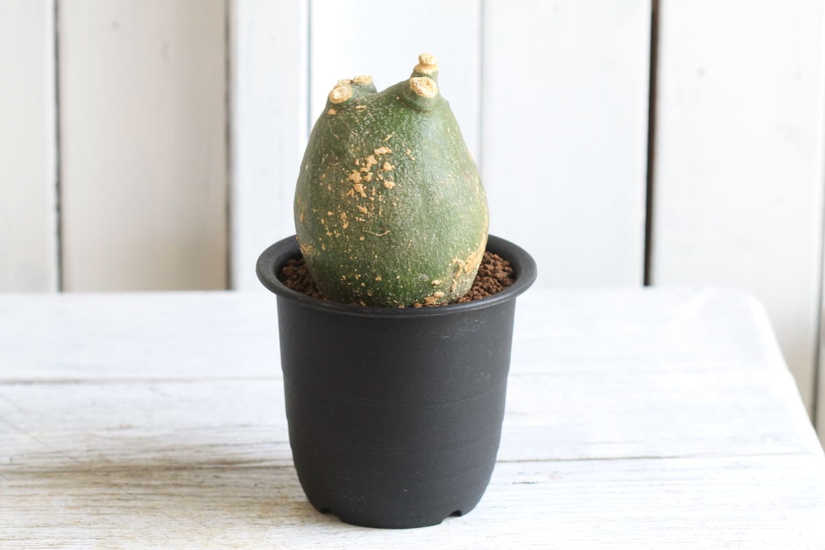 アデニア プセウドグロボーサ | hanayoshi-botanical