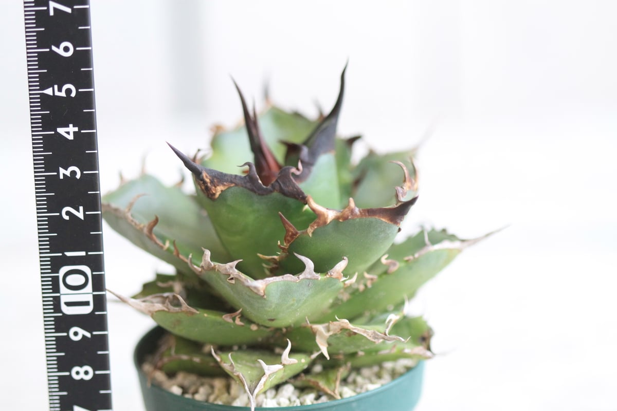 アガベ　チタノタ　スパチタ① アガベ チタノタ スーパーワン | hanayoshi-botanical