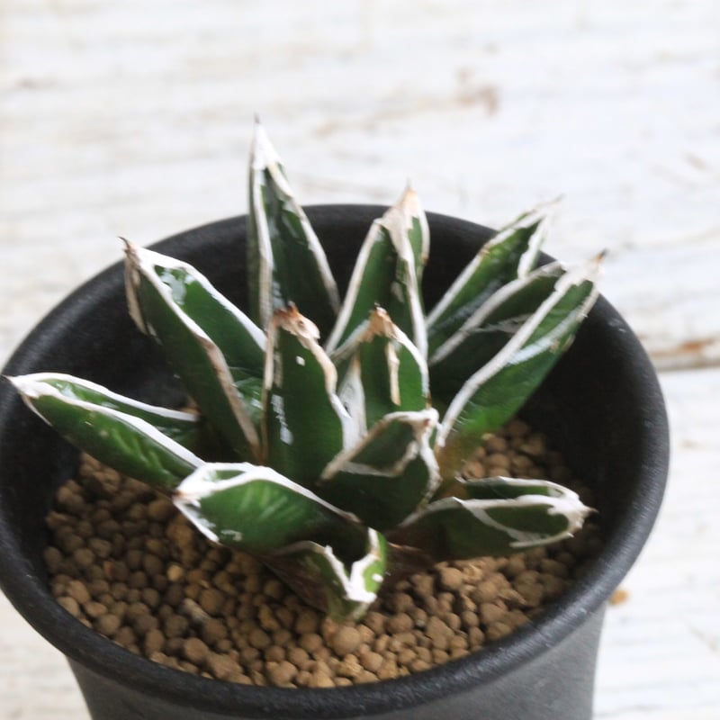 アガベ　王妃笹の雪　3.5号鉢つき　幹立ち❗ アガベ 王妃笹の雪C型 白糸の王妃錦 Agave filifera marginata