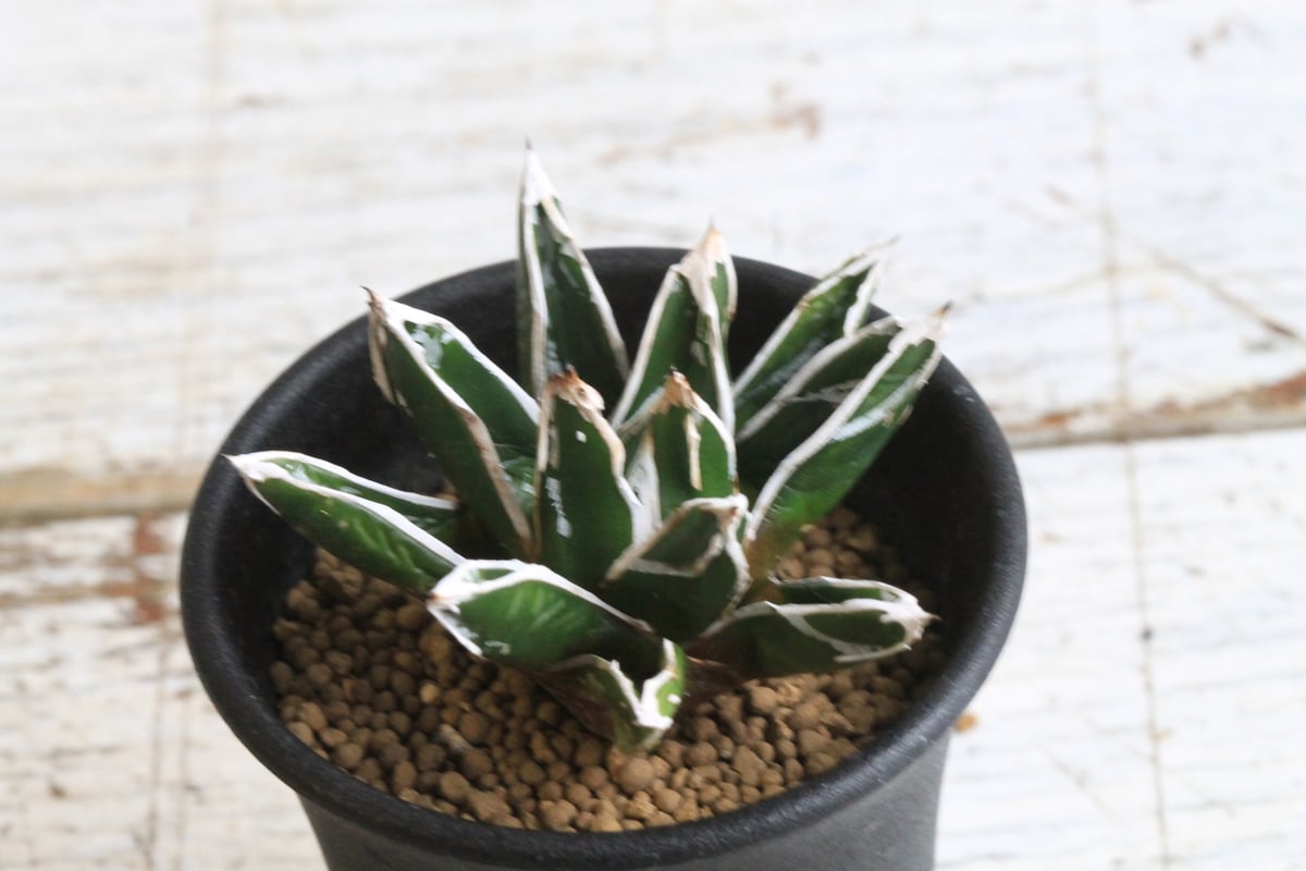 アガベ 特選笹の雪（OW-1） | hanayoshi-botanical