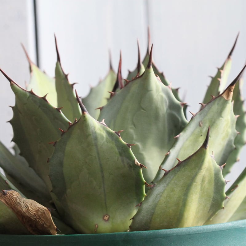 アガベ　パリー アガベ・パリー | Agave parryi | かぎけん花図鑑
