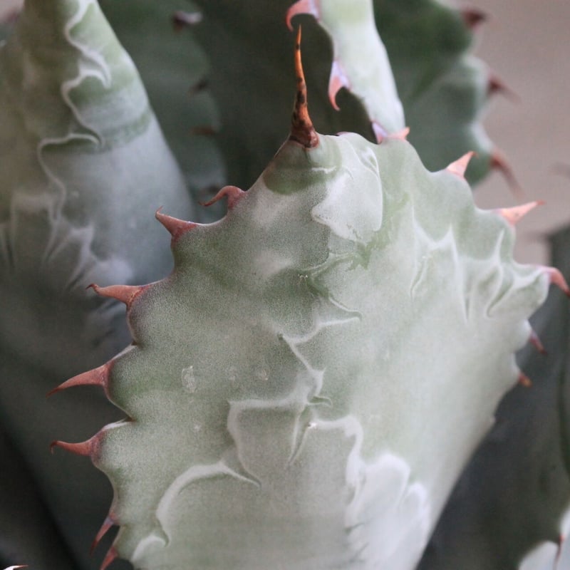 アガベ パラサナ×コロラータ | hanayoshi-botanical