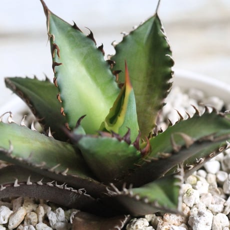 Agave レッドキャットウィーズル